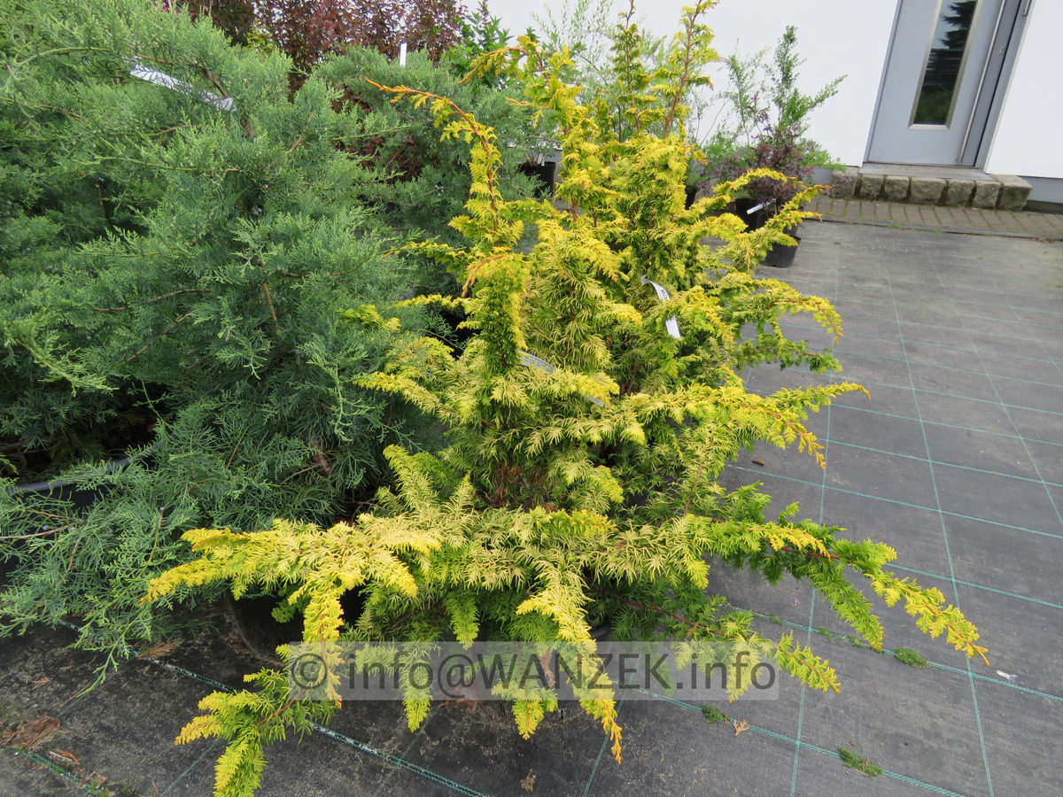 Chamaecyparis obtusa Rashahiba 03.JPG